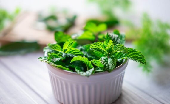 Come coltivare la menta in vaso: guida pratica per avere sempre foglie fresche a portata di mano