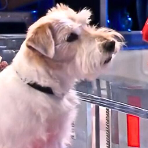 Gennarino, la star a quattro zampe di Affari Tuoi: la storia del cane più amato della TV