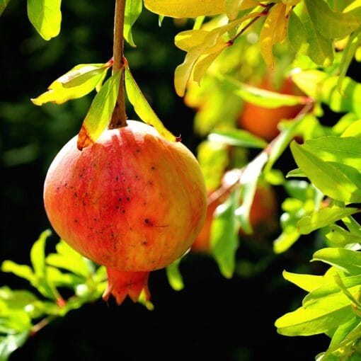 Sognare di Raccogliere Melograni: Significato, Simboli e Interpretazioni Oniriche