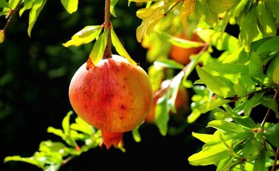 Sognare di Raccogliere Melograni: Significato, Simboli e Interpretazioni Oniriche
