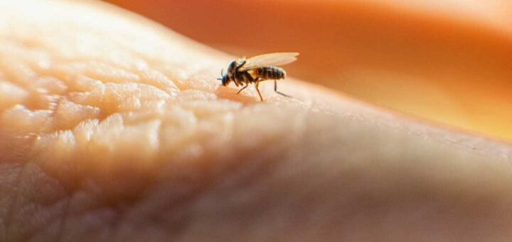 Trasmissione sessuale del virus Oropouche: cosa c’è da sapere sul nuovo allarme sanitario