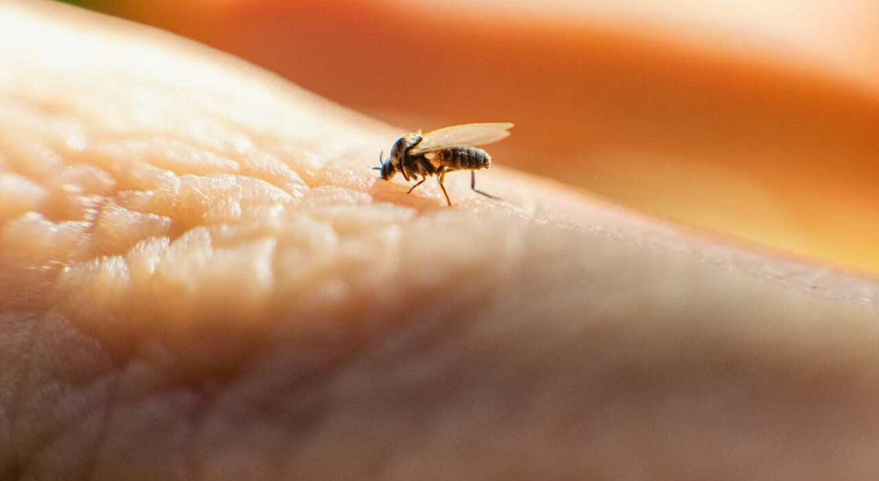 Trasmissione sessuale del virus Oropouche: cosa c’è da sapere sul nuovo allarme sanitario