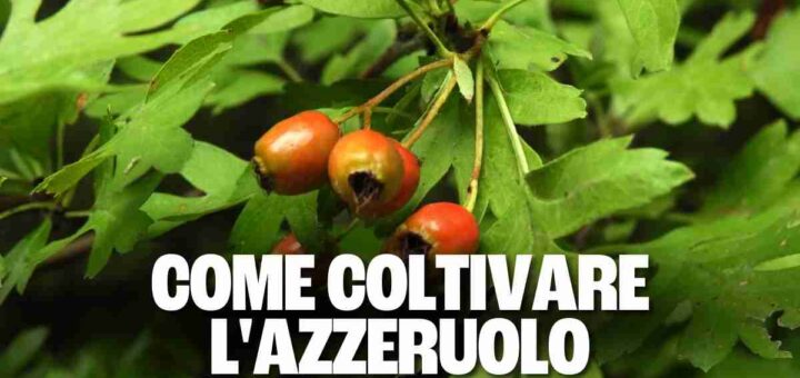 Come coltivare l’azzeruolo per godere dei suoi deliziosi frutti