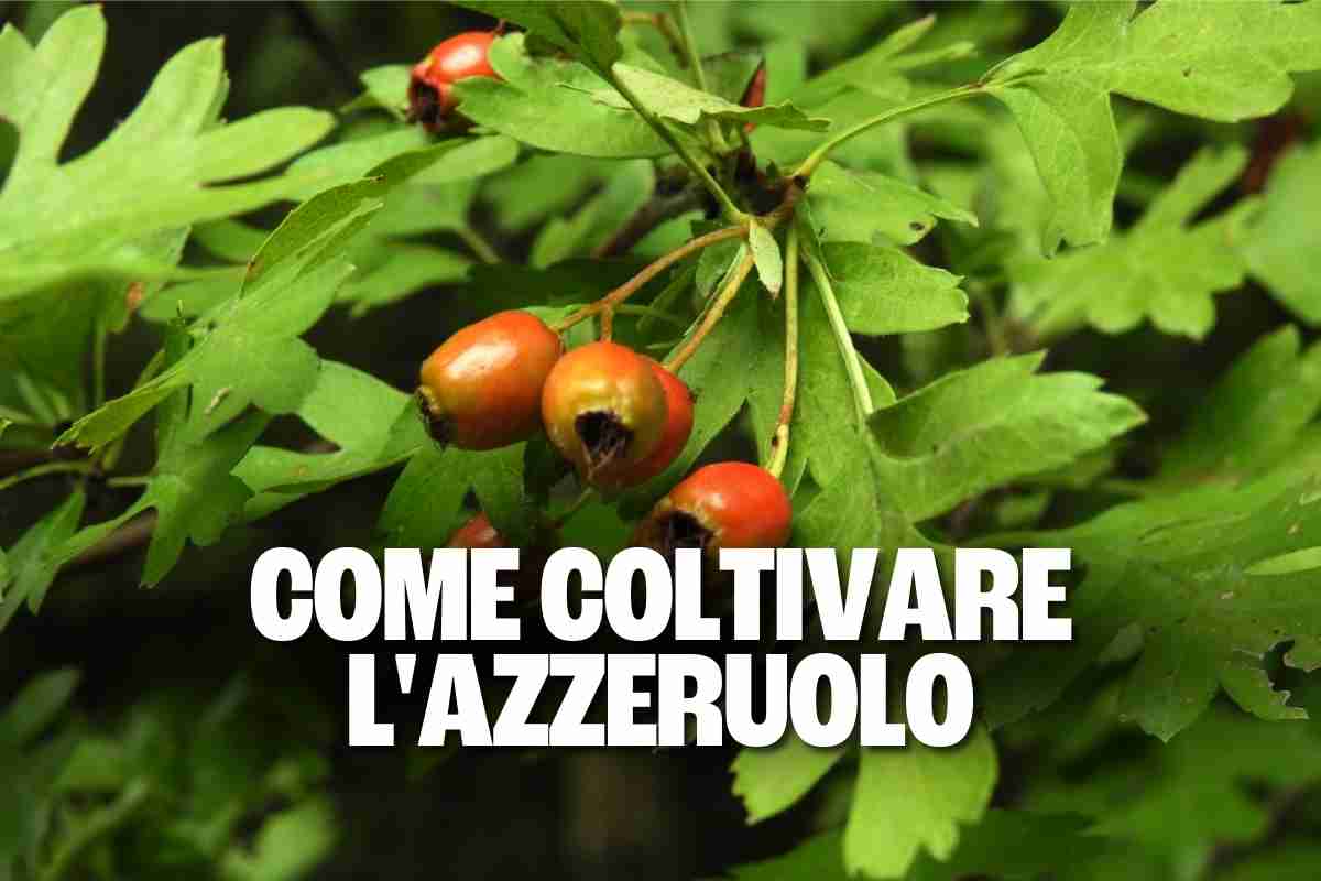 Come coltivare l’azzeruolo per godere dei suoi deliziosi frutti